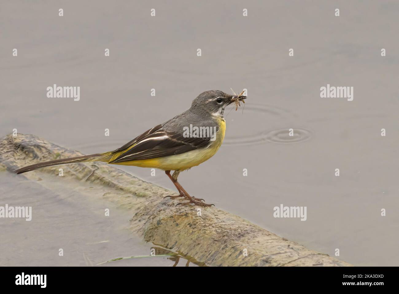 Un primo piano di un uccello grigio di coda di cavallo in piedi intorno all'acqua con un bug nel suo becco Foto Stock