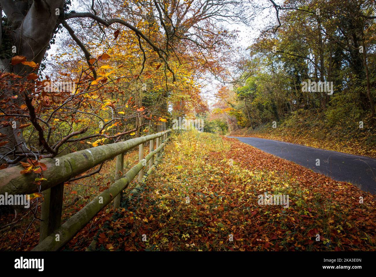 Modifica creativa di foglie d'autunno e colori sulla strada per Rousham in Oxfordshire rurale. Novembre 2016 Foto Stock