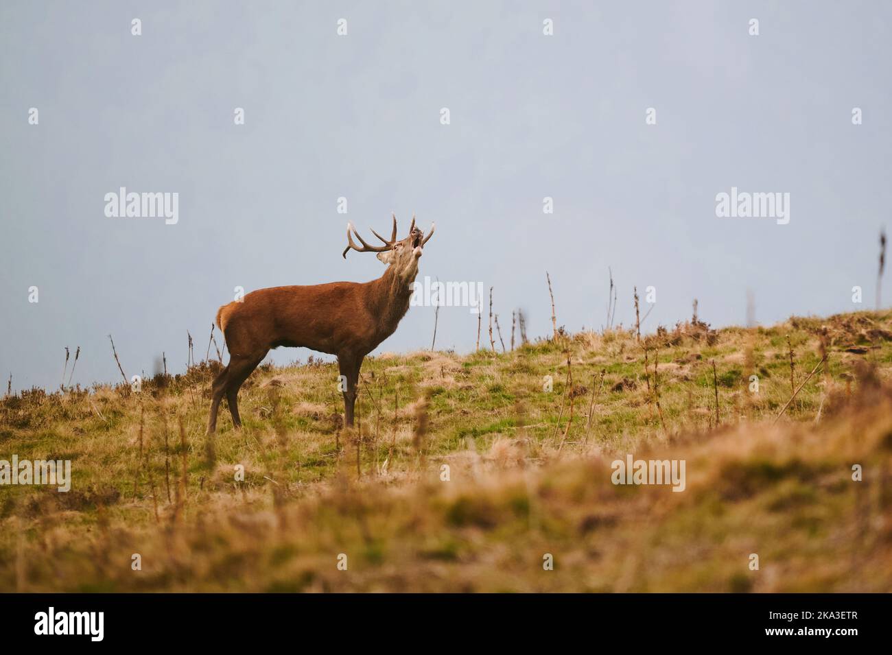 Cervi maschio con corna massicce che pascolano sul prato il giorno d'autunno Foto Stock