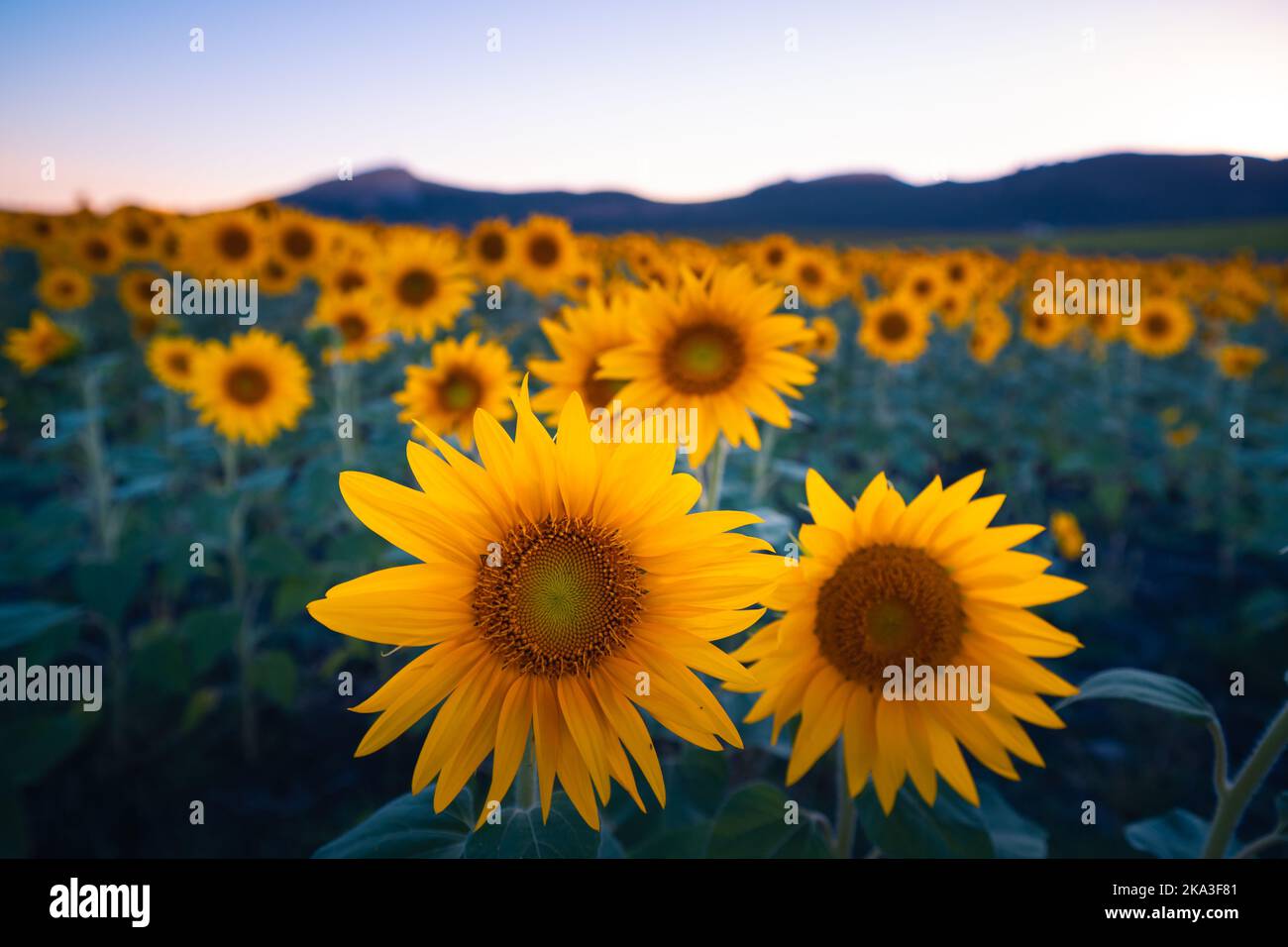 Pittoresco paesaggio di vasto campo agricolo con girasoli gialli in fiore nella campagna estiva durante il tramonto Foto Stock
