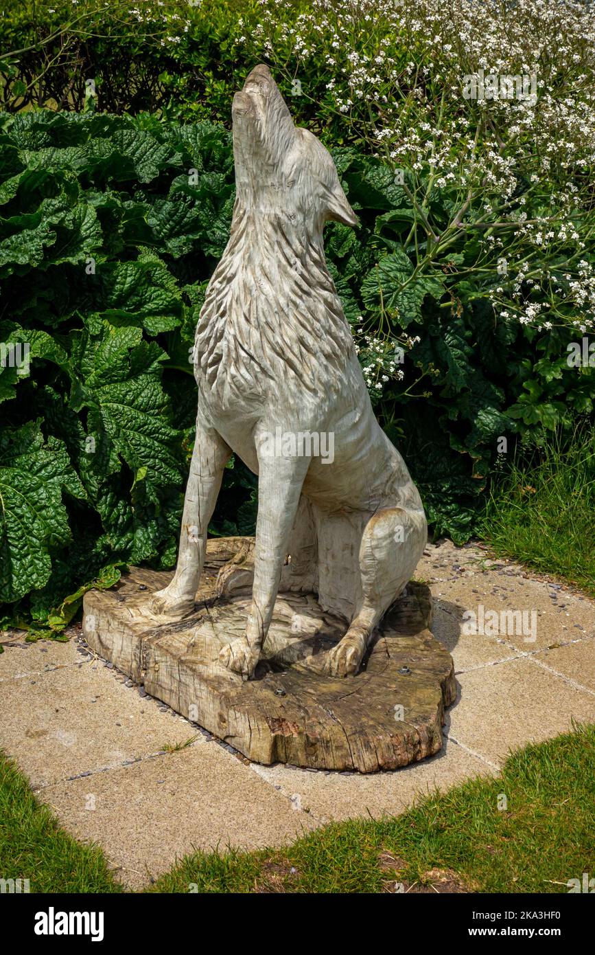 Baying Wolf, una scultura fatta di quercia di Jean Mulligan nel 2016 a Old Hunstanton in Norfolk Inghilterra Regno Unito, dove St Edmund sbarcò in Inghilterra nel 855. Foto Stock