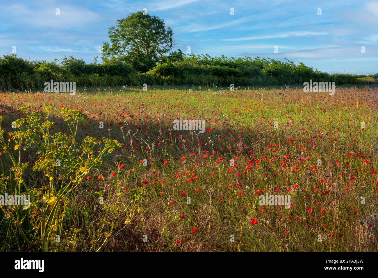 Campo di papaveri rossi in estate, il papavero è una pianta fiorente della sottofamiglia Papaveroideae della famiglia Papaveraceae. Foto Stock