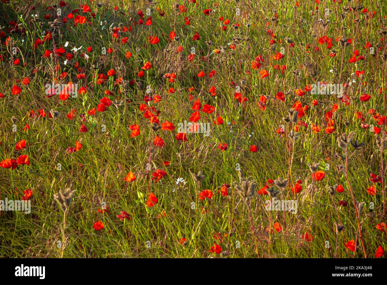 Campo di papaveri rossi in estate, il papavero è una pianta fiorente della sottofamiglia Papaveroideae della famiglia Papaveraceae. Foto Stock