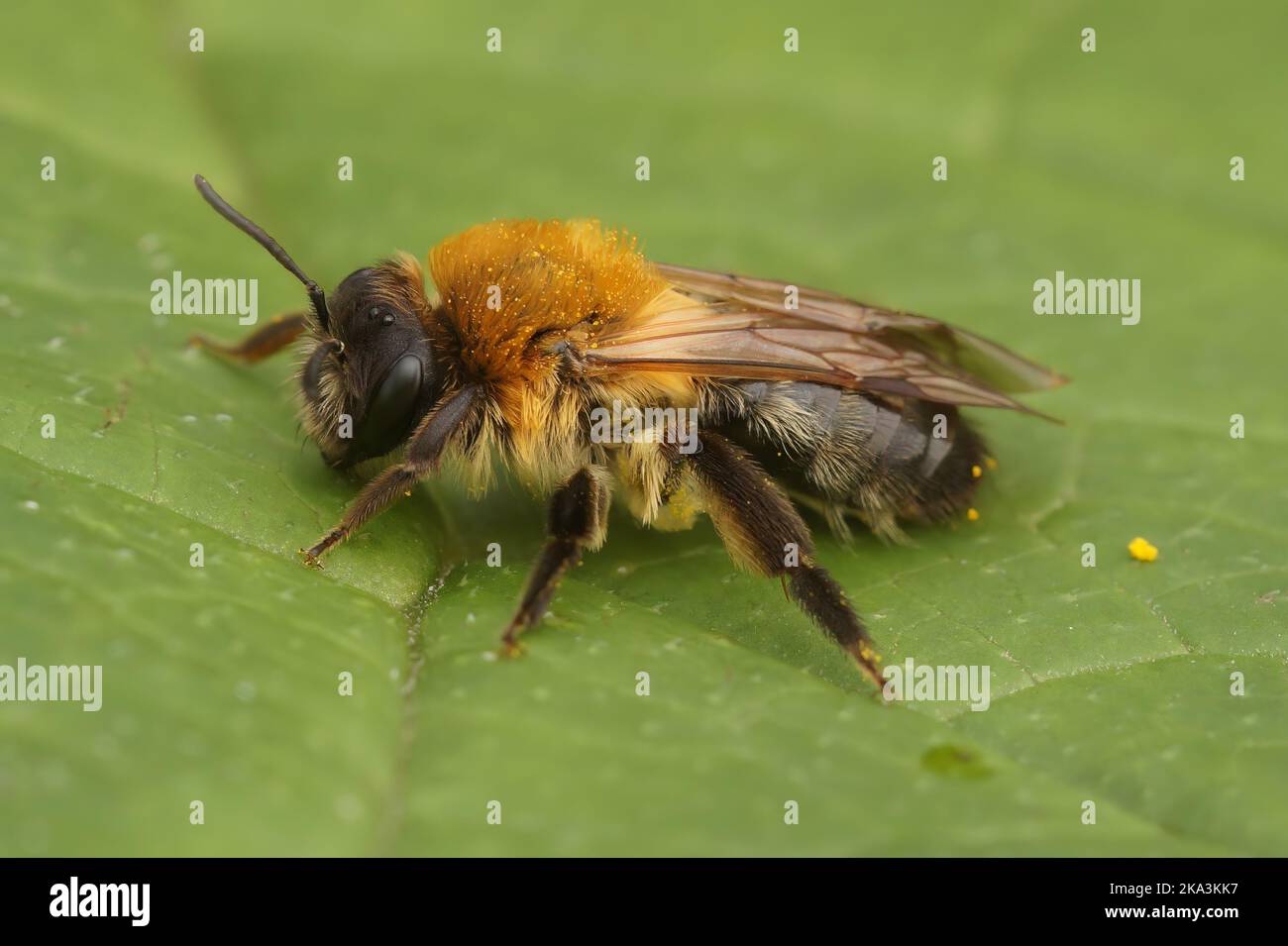 Dettaglio primo piano su un'ape da miniera color grigio color marrone pelliccia, Andrena nitida seduta su una foglia verde Foto Stock