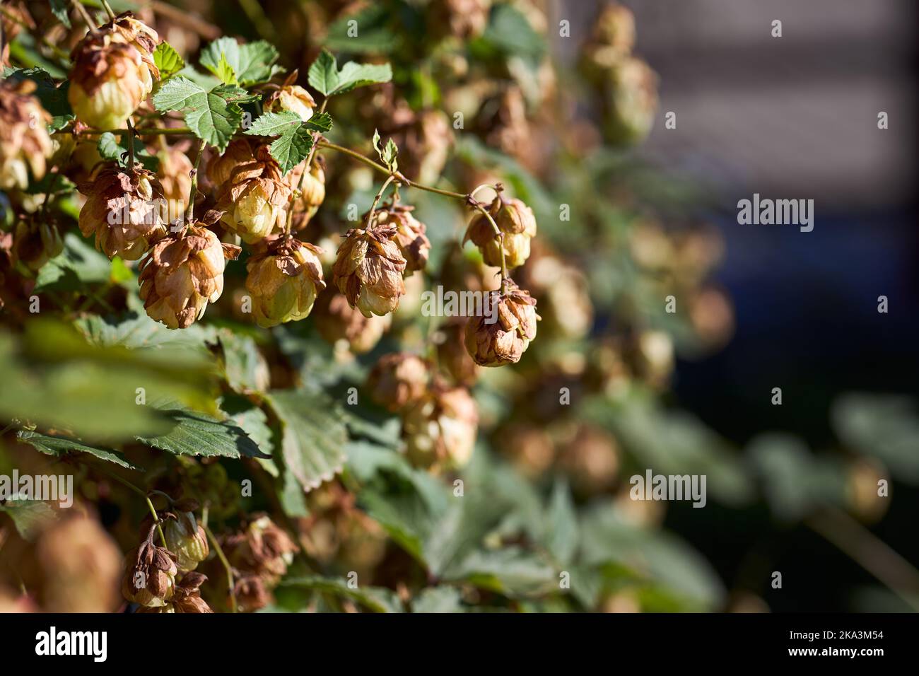 Luppolo verde ramo autunno closeup. Ingrediente di birra verde luppolo. Agricoltura Cannabaceae, Humulus lupulus, luppolo, Bine, luppolo, Luppolo comune, luppolo comune Foto Stock