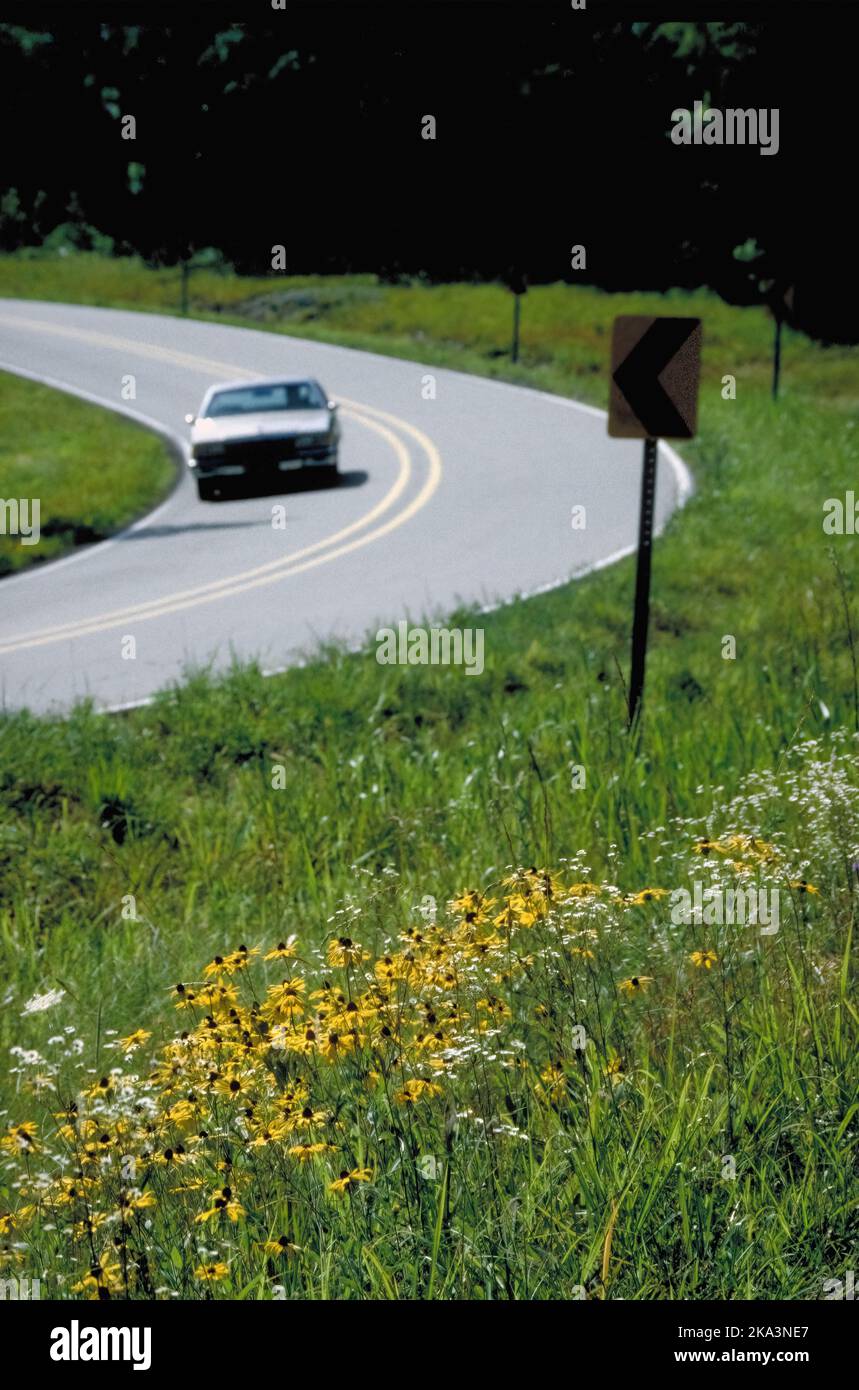 I fiori selvatici di Black Eyed Susan si aggiungono a questo tratto di autostrada curvilinea nelle Ozarks del Missouri vicino a Branson, Missouri. Foto Stock