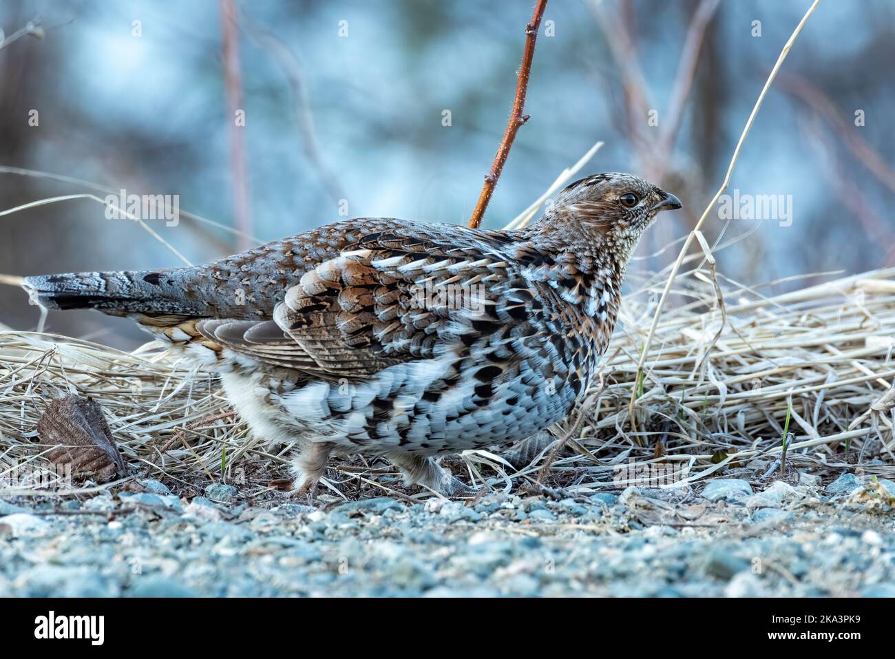 Femmina Gruffed (Bonasa umbellus) camminare sulla ghiaia, su uno sfondo di erba secca, all'ora blu Foto Stock