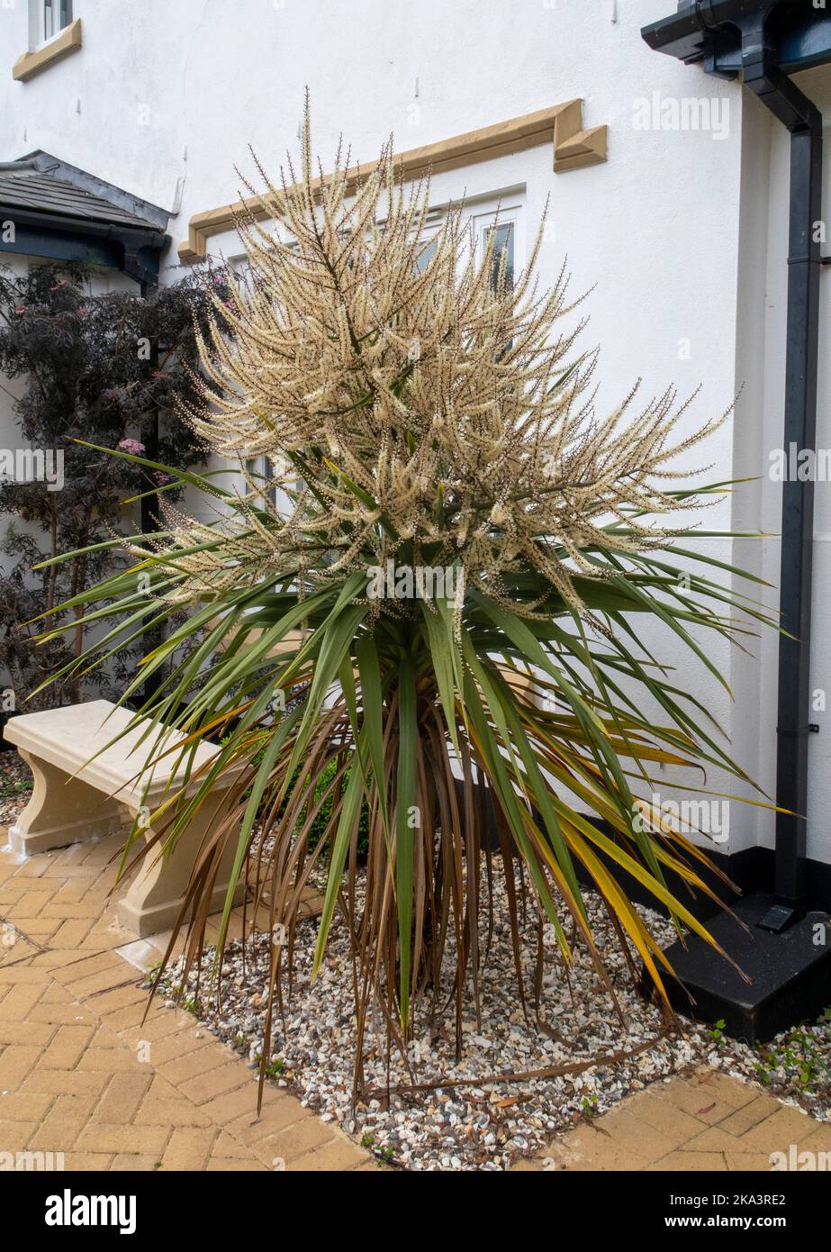 Cordyline australis 'Torbay Palm' albero in fiore a Devon, Regno Unito Foto Stock