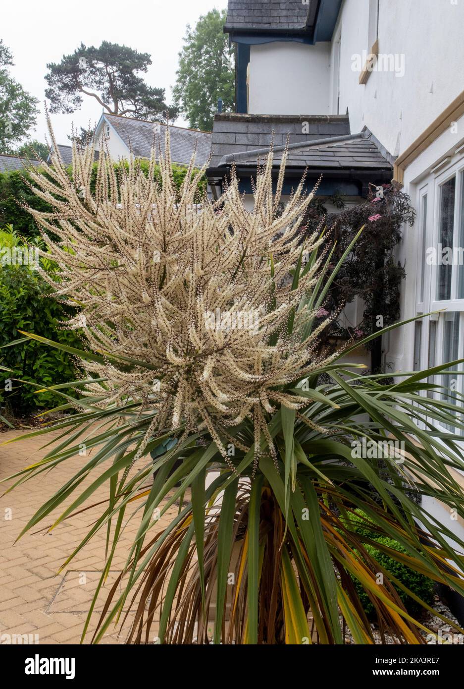 Cordyline australis 'Torbay Palm' albero in fiore a Devon, Regno Unito Foto Stock