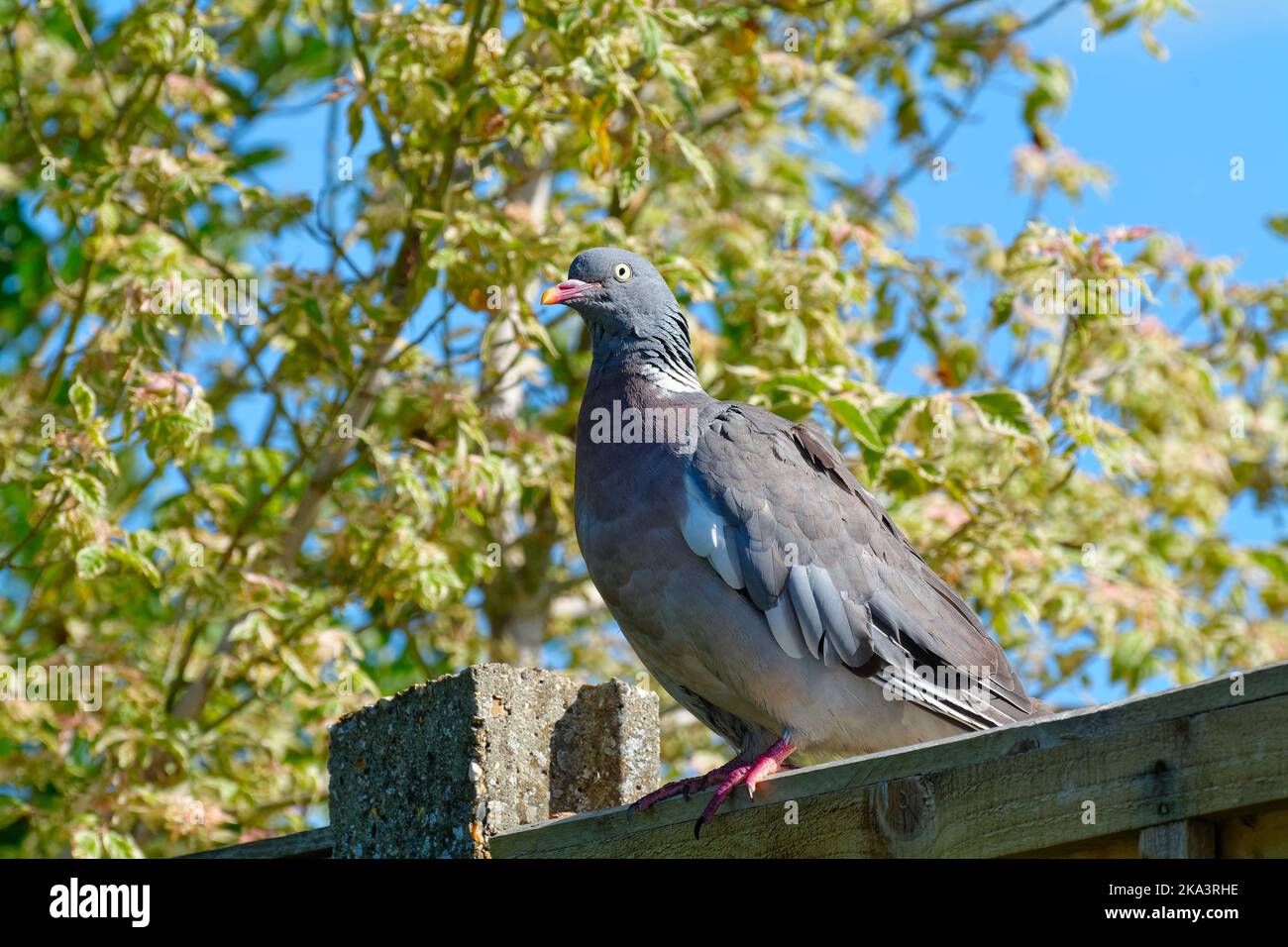 Un singolo piccione di legno, columba livia, arroccato su una recinzione da giardino in un giorno estivo UK Foto Stock