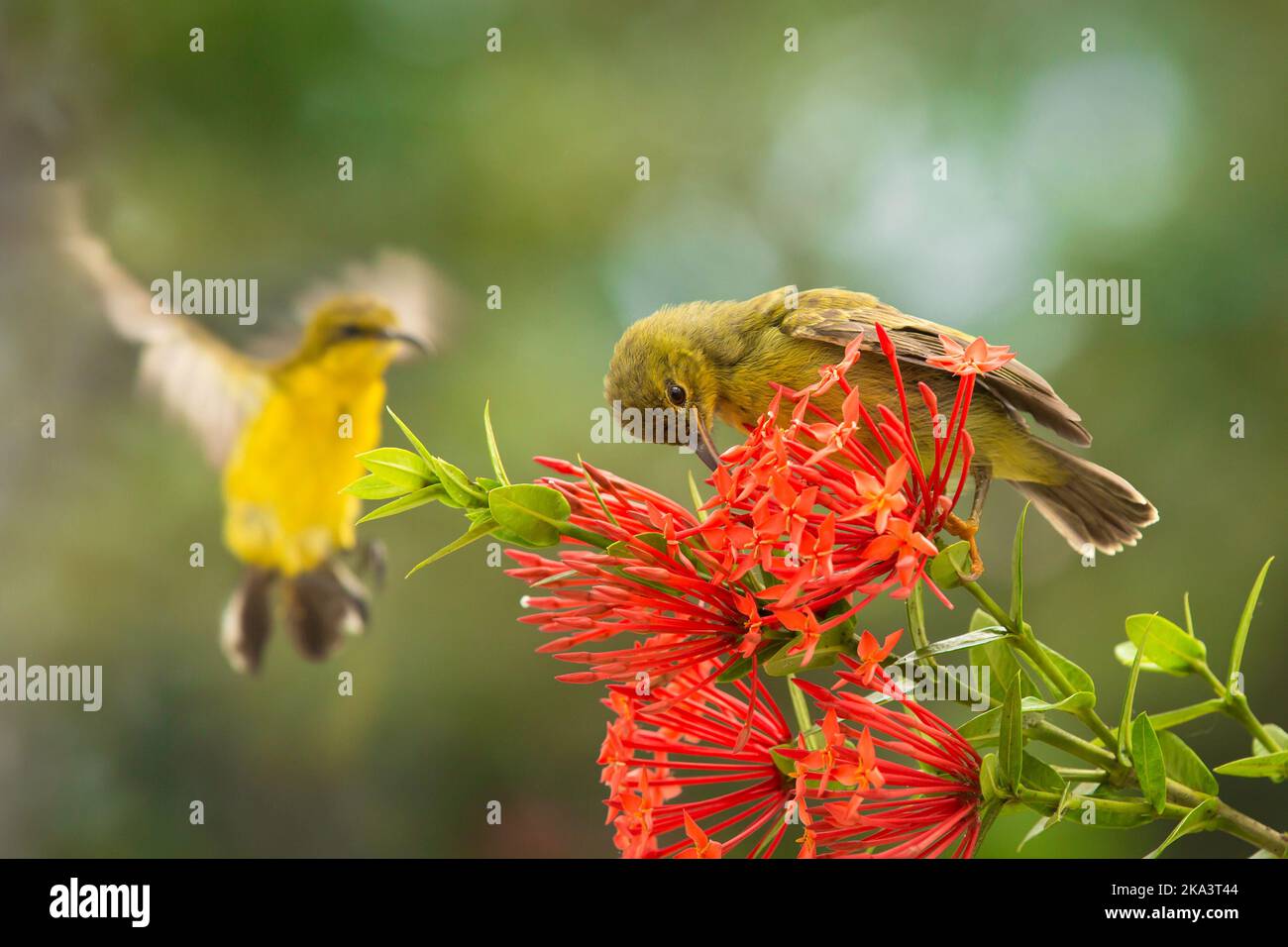 Primo piano di due uccelli da sole di olivo che si nutrono di nettare di fiori, Indonesia Foto Stock