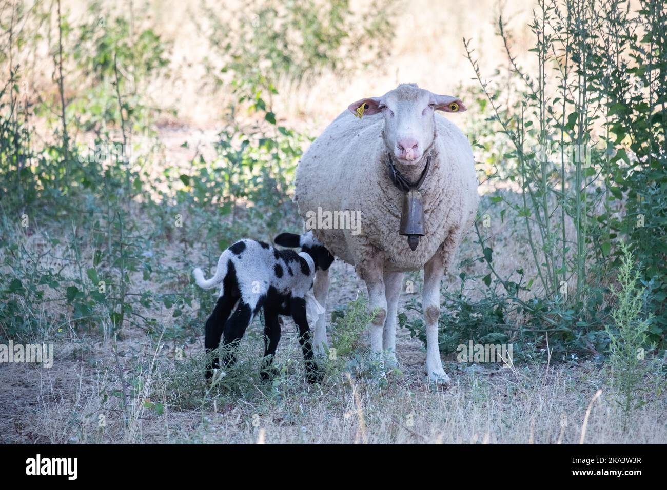 Una piccola pecora, agnello, bianco e nero che succhia latte dalle mammelle della madre Foto Stock