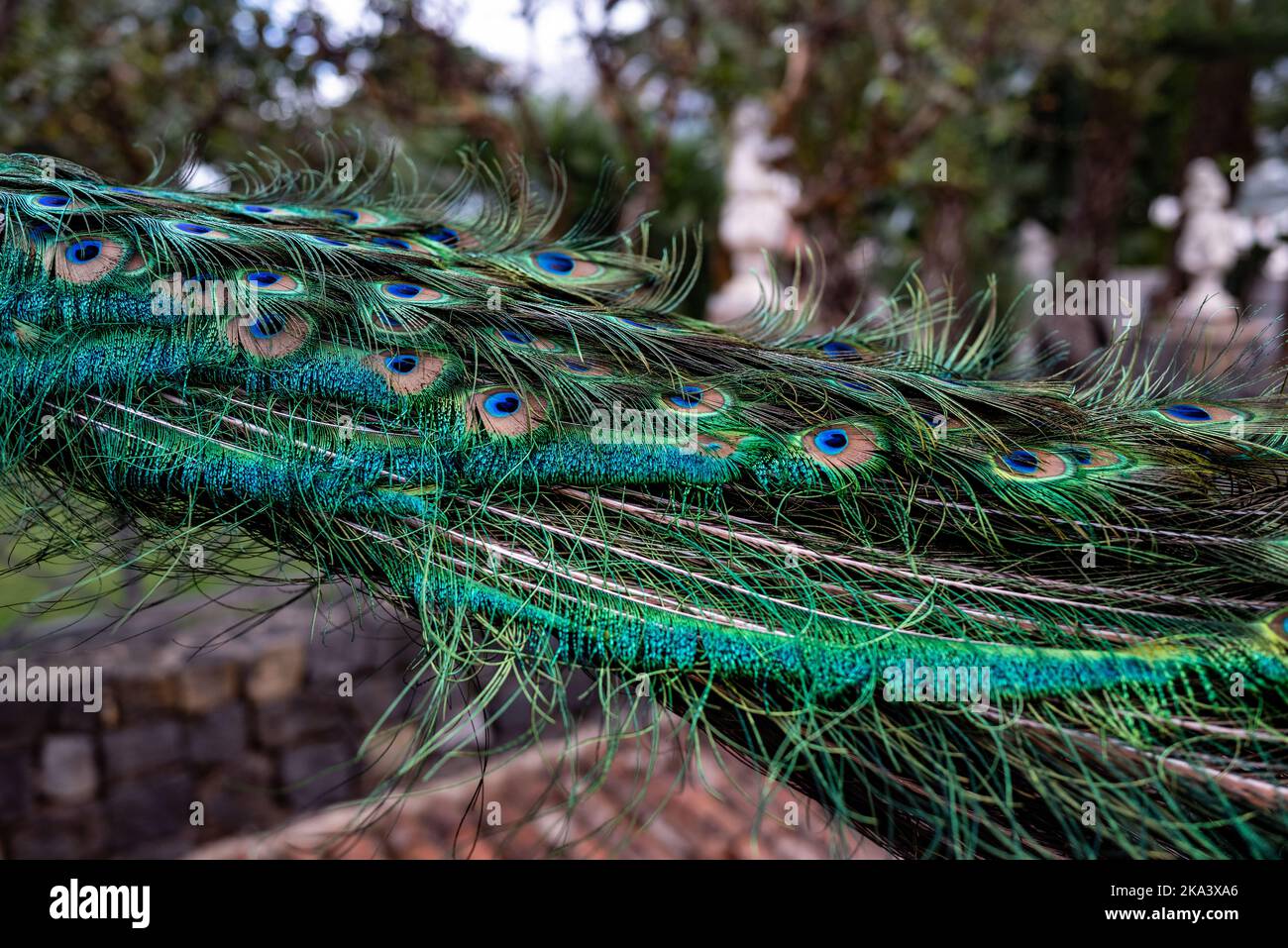 Vista laterale della coda di pavone ripiegata. Per lo più sfocato foto vivaci piume colorate Foto Stock