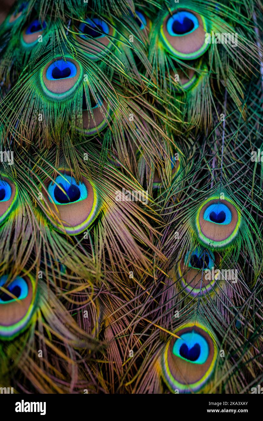 Primo piano della coda di pavone per lo più sfocata. Sfondo luminoso e colorato Foto Stock