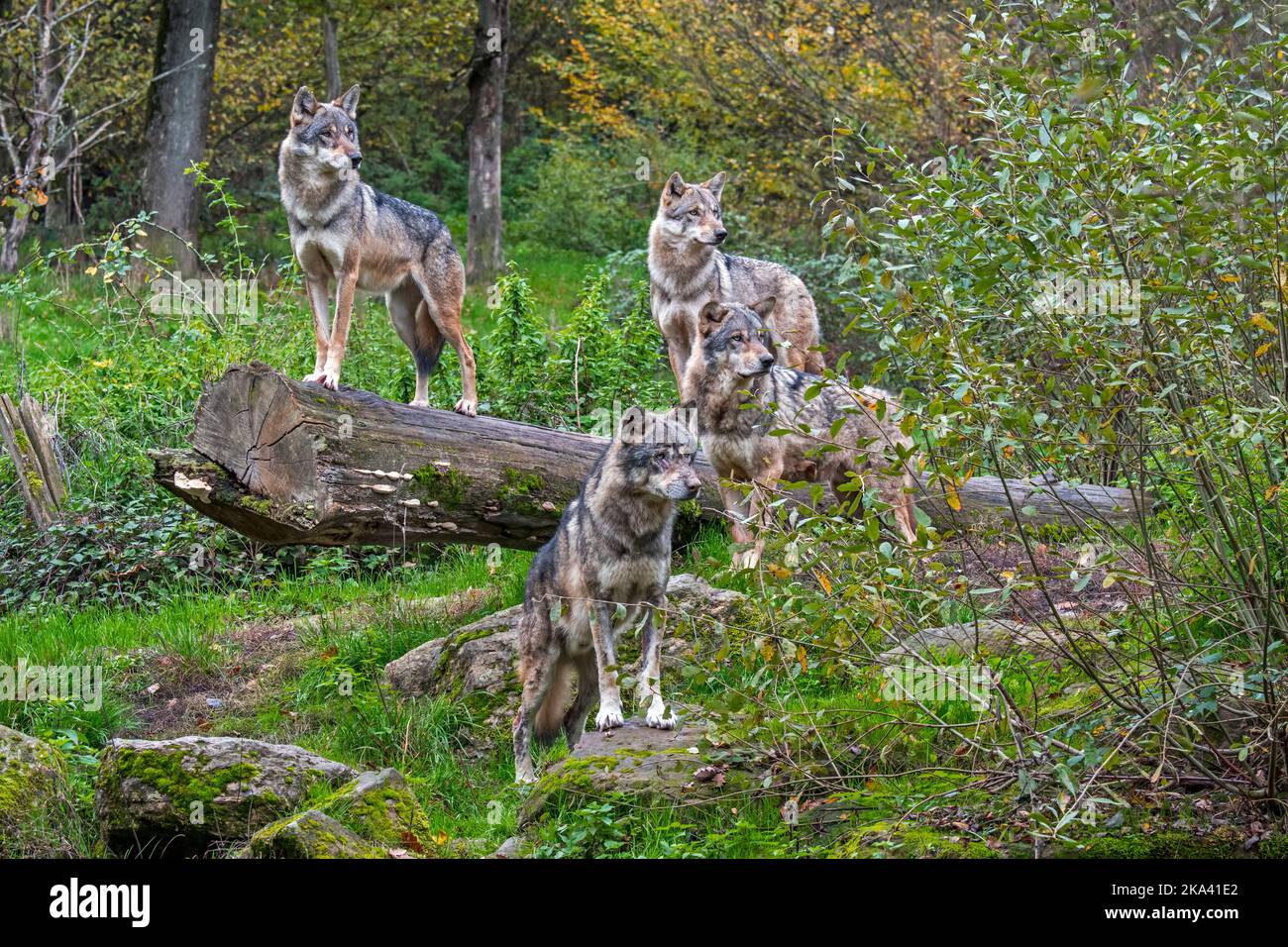 Pacchetto lupo di quattro lupi eurasiatici / lupi grigi (Canis lupus lupus) sul look-out, in piedi sul tronco di albero caduto nella foresta in autunno Foto Stock