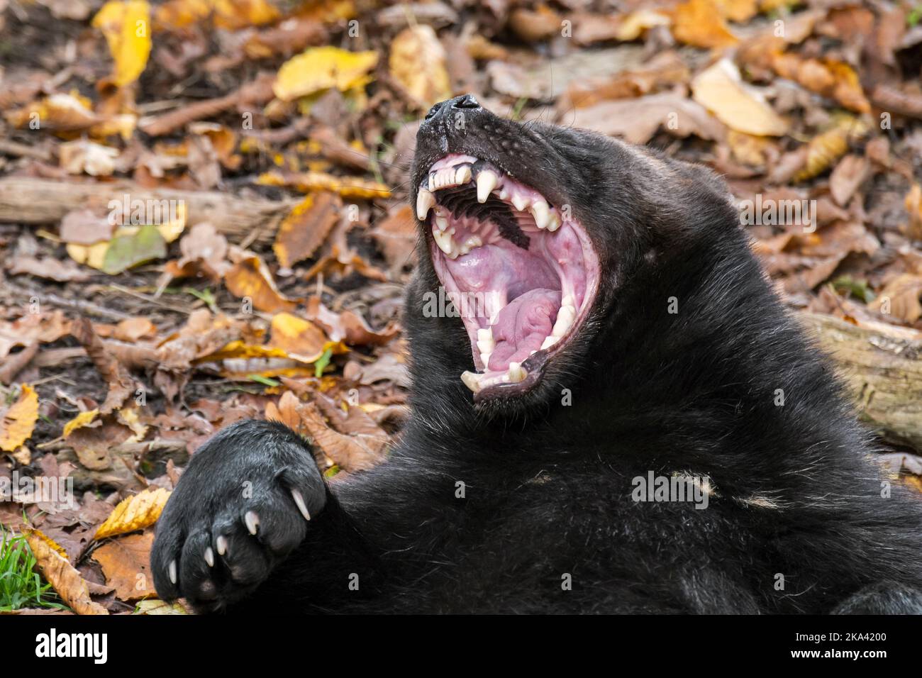 Wolverine / glutton (Guo gilo) che sbadiglia e mostra bocca aperta con denti, nativo della Scandinavia, della Russia occidentale, della Siberia, del Canada e dell'Alaska Foto Stock
