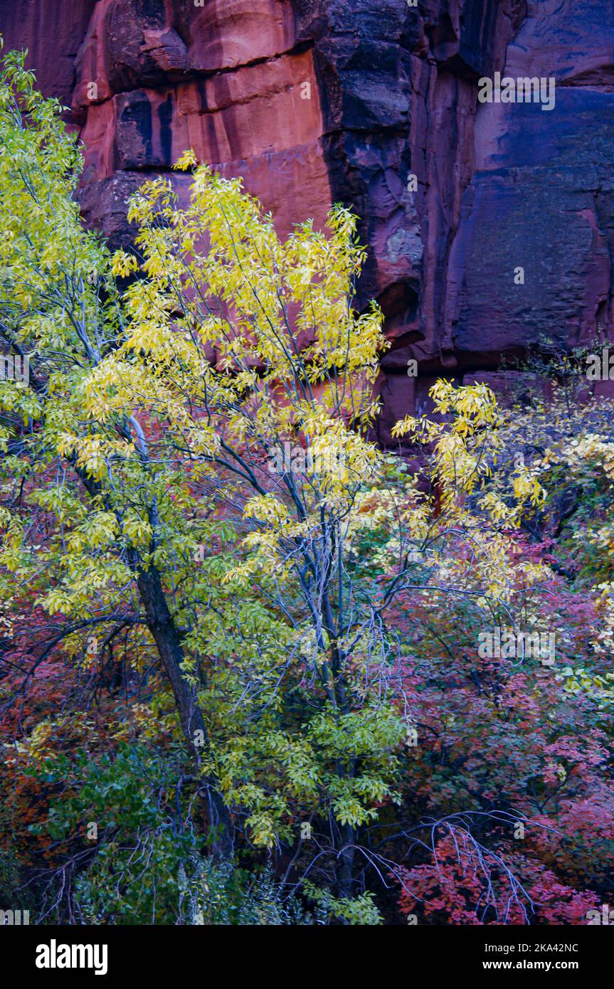 Colori autunnali nel canyon allo Zion National Park, Utah Foto Stock