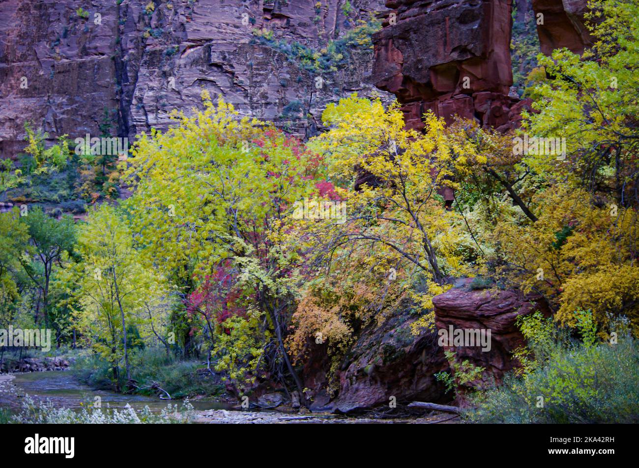 Colori autunnali nel canyon allo Zion National Park, Utah Foto Stock