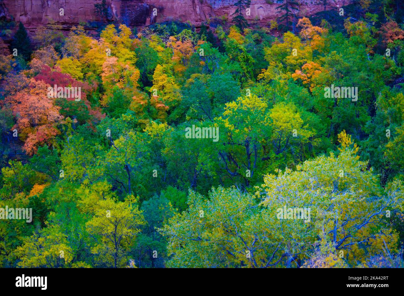 Colori autunnali nel canyon allo Zion National Park, Utah Foto Stock