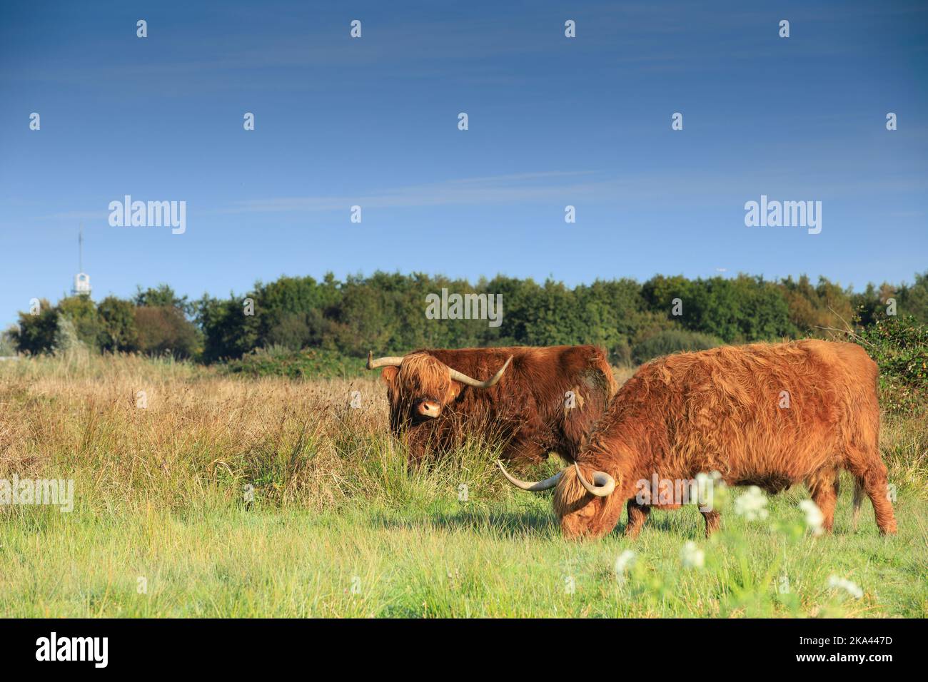 Paesaggio con un paio di toro di Highlander bruno al pascolo con corna completamente cresciute nella riserva naturale Zaans Rietveld nel muni olandese Foto Stock