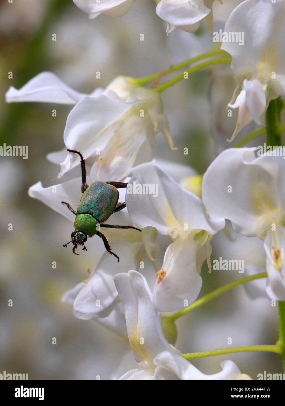 Un fuoco selettivo sparo di rame verde fafer su fiori bianchi Foto Stock