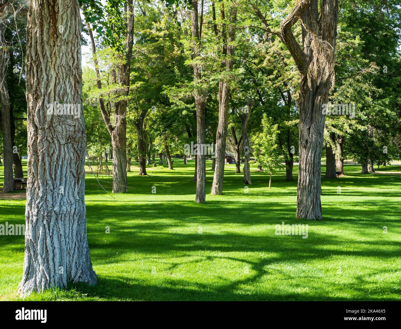 Prato e alberi, Lake Walcott state Park, Rupert, Idaho. Foto Stock