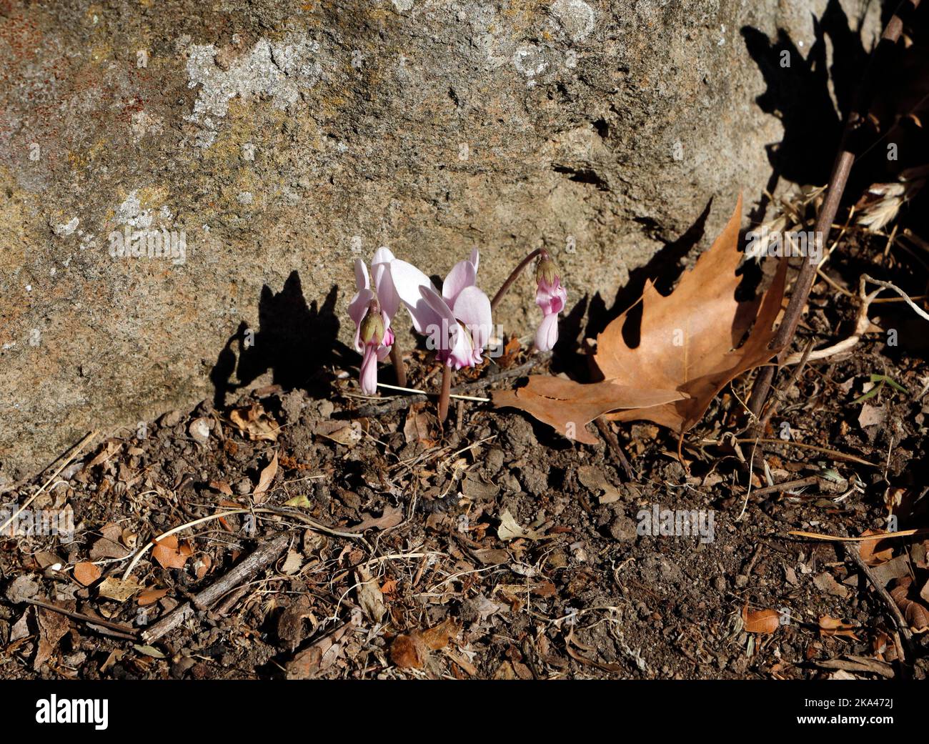 Mulini Ligonas. Valle / gola a piedi. Lesbo. Ottobre 2022. Autunno Foto Stock