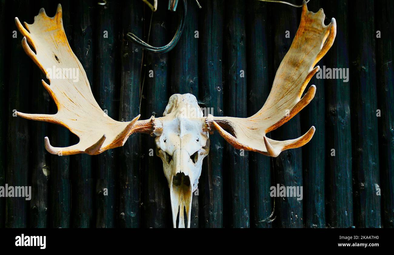 Gli scheletri di animali del cranio dell'alce sullo sfondo blu scuro Foto Stock