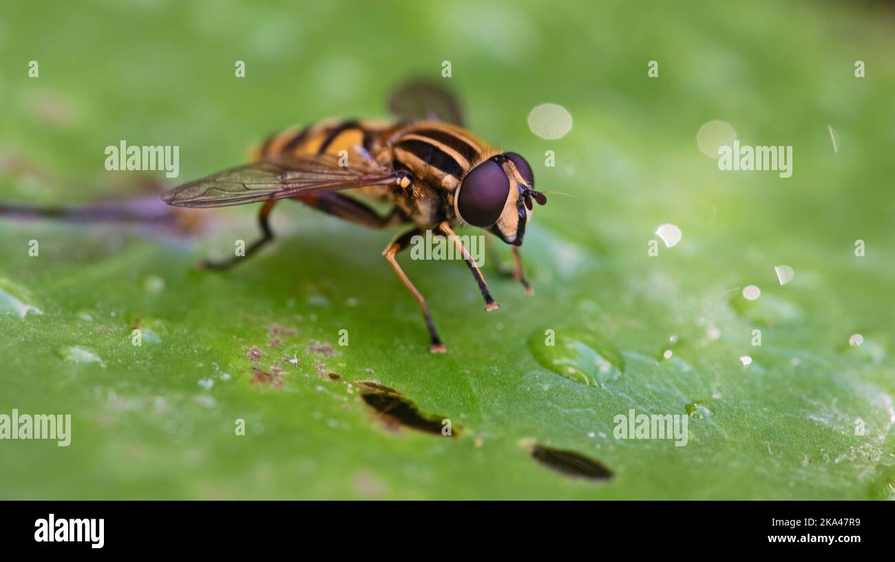 Una macro-immagine di un Hoverfly su uno stagno Lilly. Foto Stock