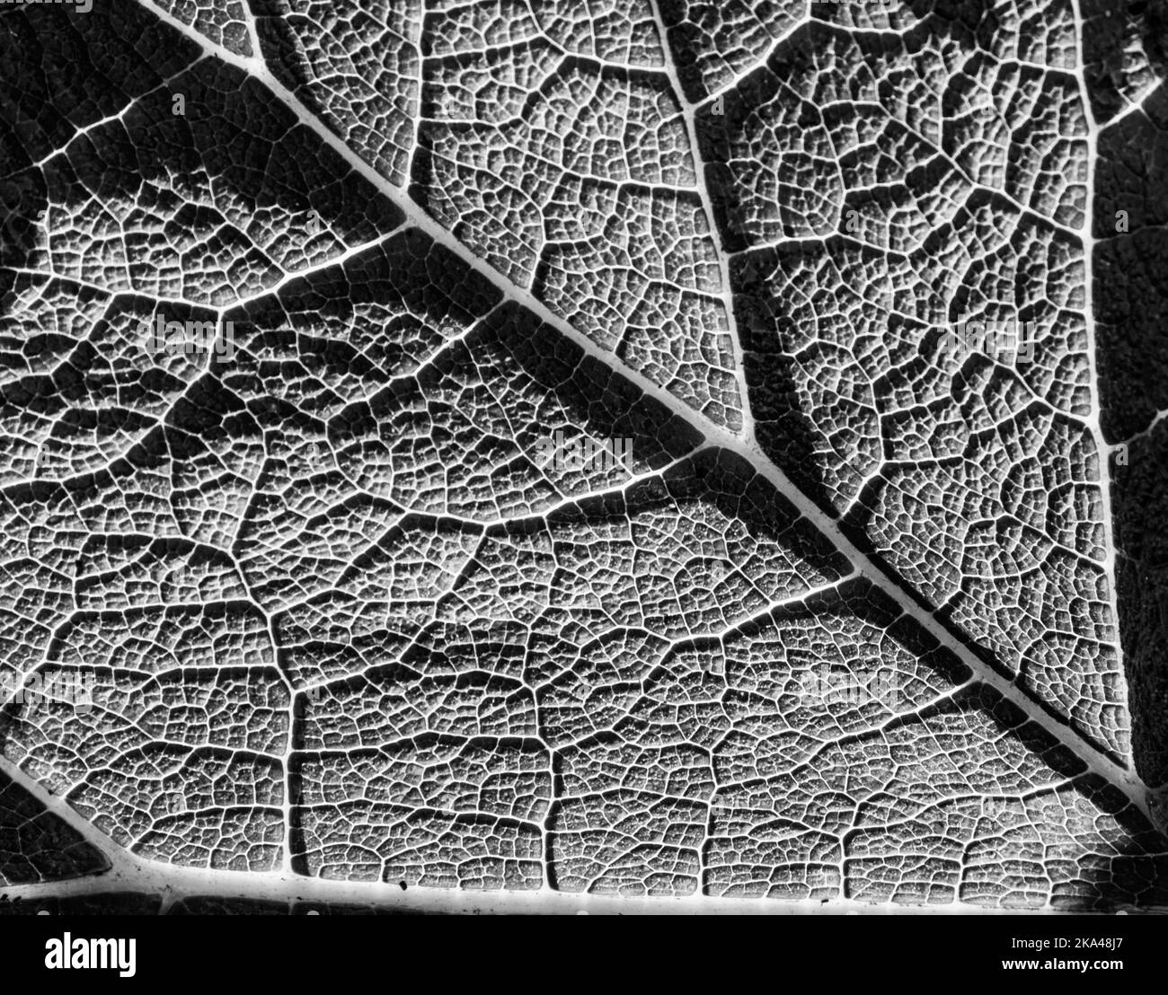Un primo piano delle enormi foglie della pianta di Gunnera maniicata. La luce del sole vi permette di vedere tutte le vene della pianta. Foto Stock