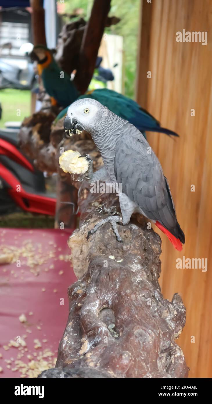 Un primo piano di un carino pappagallo grigio su un legno Foto Stock