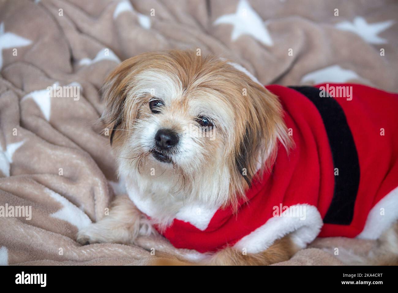 Carino cane rosso sdraiato sul divano. Il cane è vestito con abiti di babbo natale. Natale Foto Stock