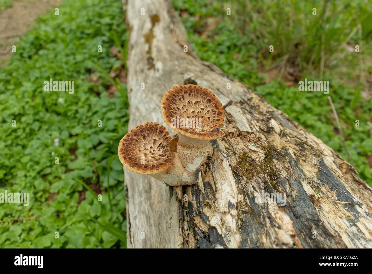 Un primo piano di un fungo scaly che cresce su una corteccia dell'albero sul terreno Foto Stock