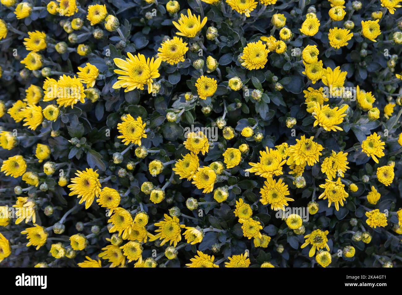 Fiori gialli di crisantemo (mamme) fioriscono in un giardino vista dall'alto Foto Stock