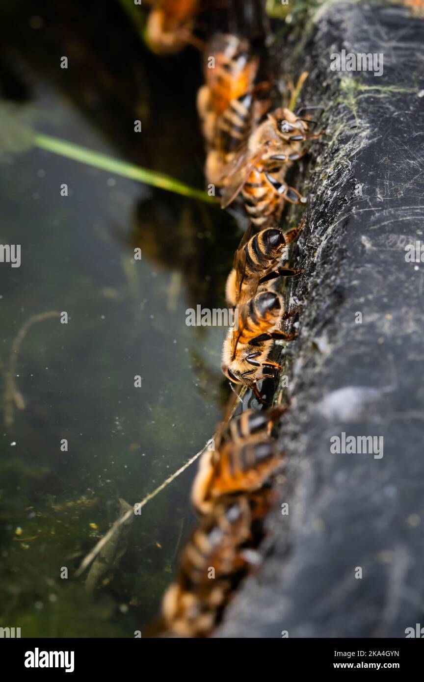 Api di miele bere acqua da un barile di pioggia nero Foto Stock