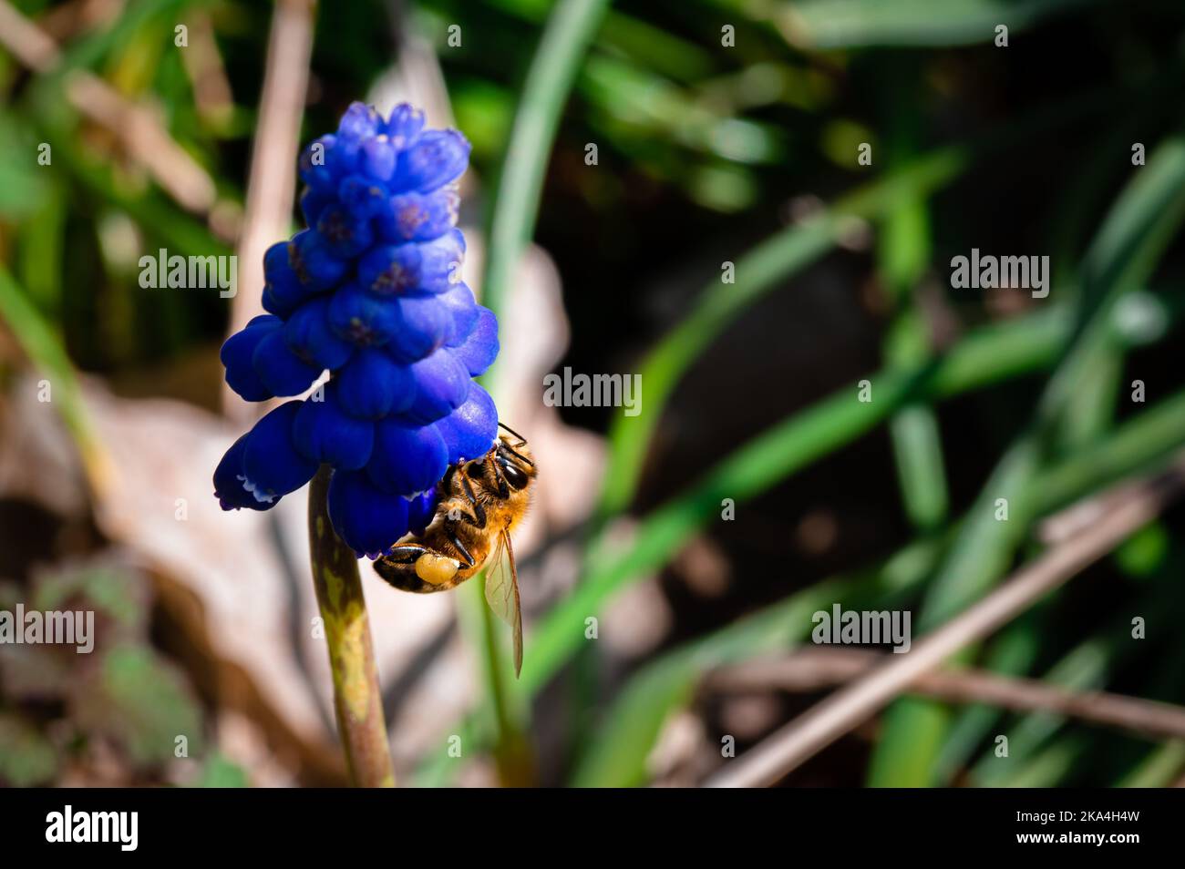 Ape miele su fiore giacinto uva Foto Stock