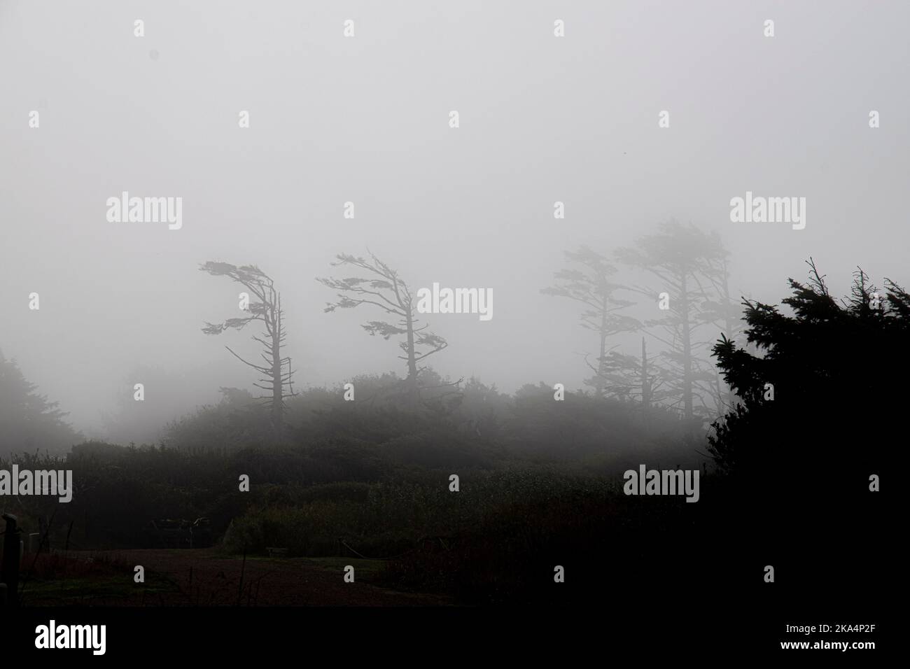Il vento soffia alberi piegati lontano dall'oceano, coperto di fitta nebbia sulla costa dell'Oregon. Foto Stock