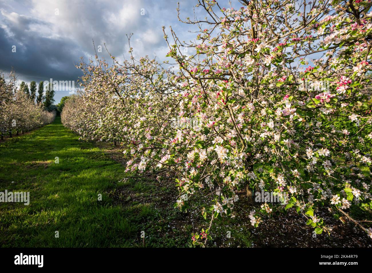 Lopen Somerset Cider Apple Orchards in piena fioritura Foto Stock