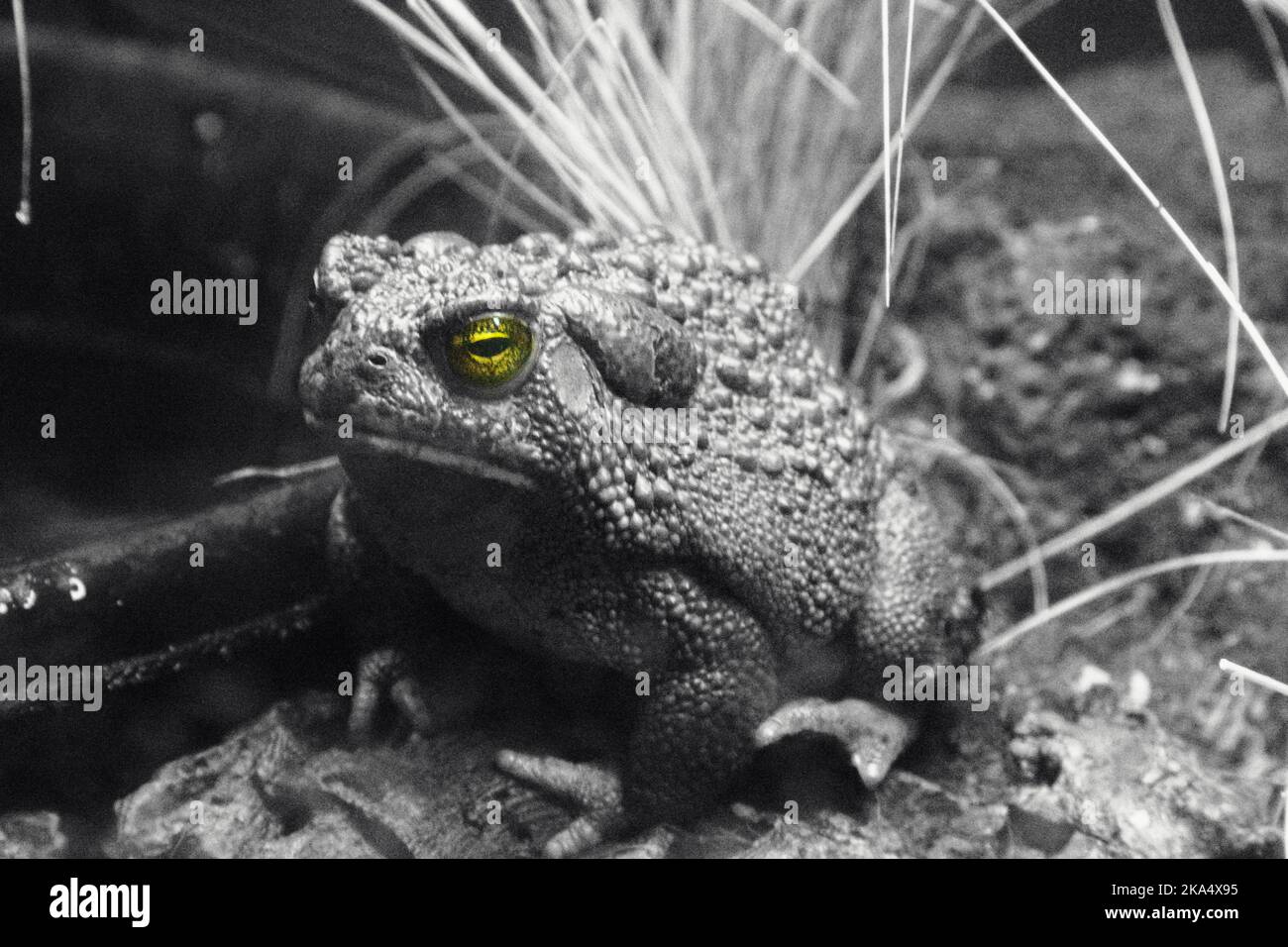 Primo piano sul Western Toad con solo gli occhi a colori. Il rospo si trova in un recinto. Foto Stock