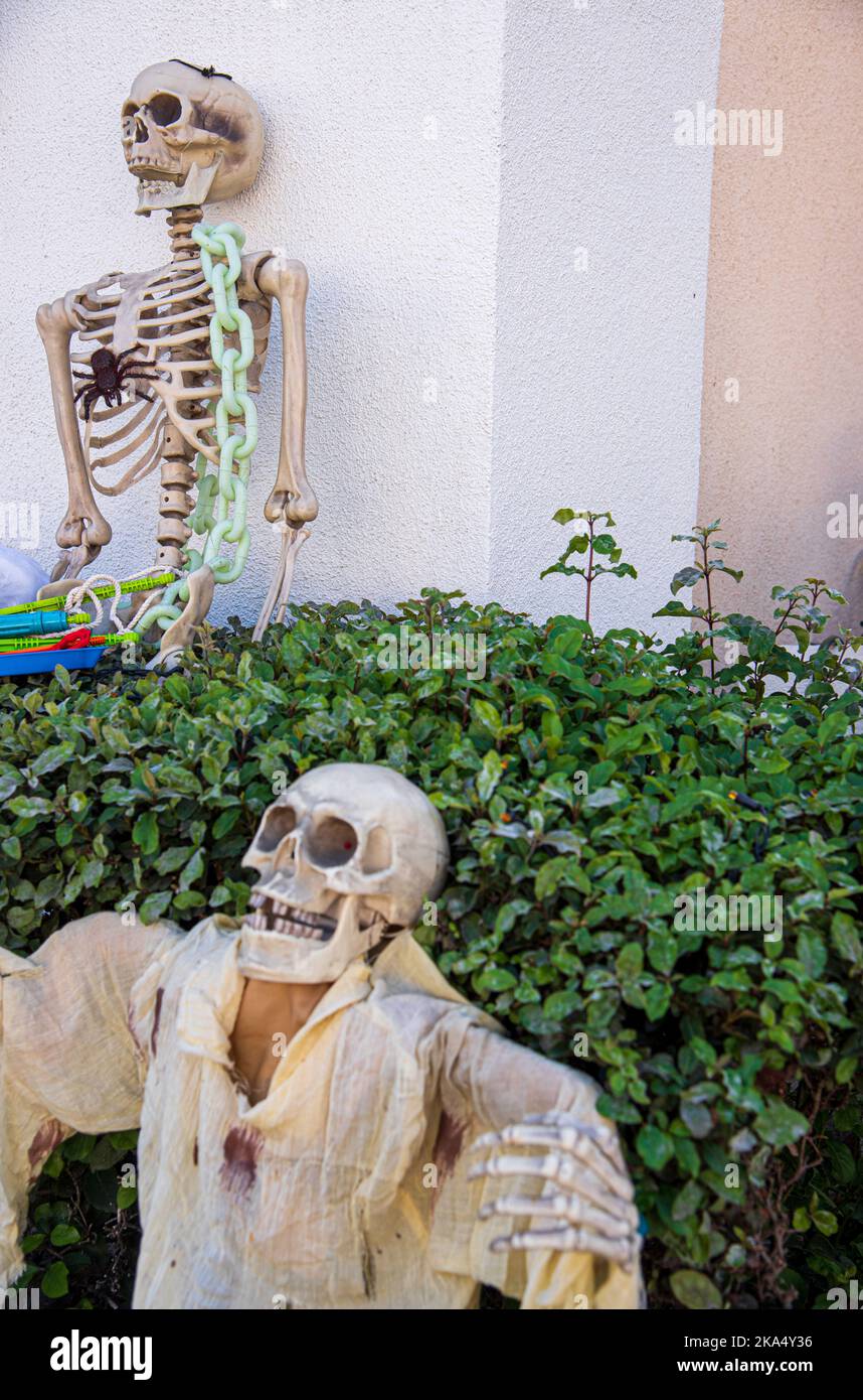 Due decorazioni scheletriche di Halloween di fronte a una casa suburbana nella città di Placentia, California, USA. Foto Stock