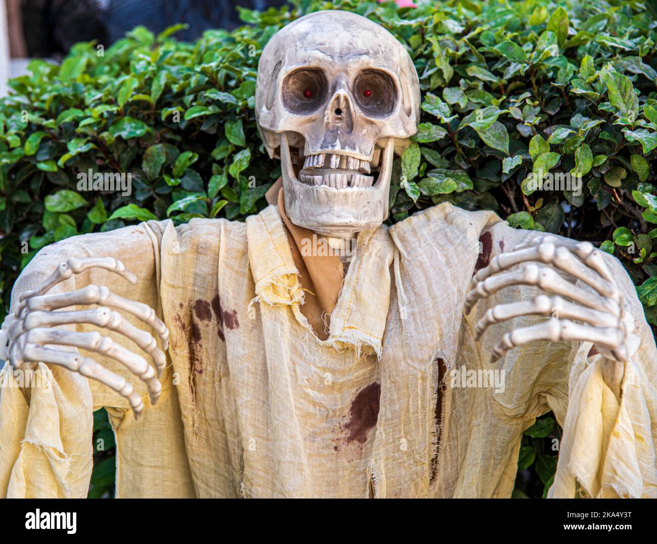 Una decorazione di Halloween dello scheletro che assomiglia che sta ottenendo pronto per dare qualcuno un abbraccio. Foto Stock