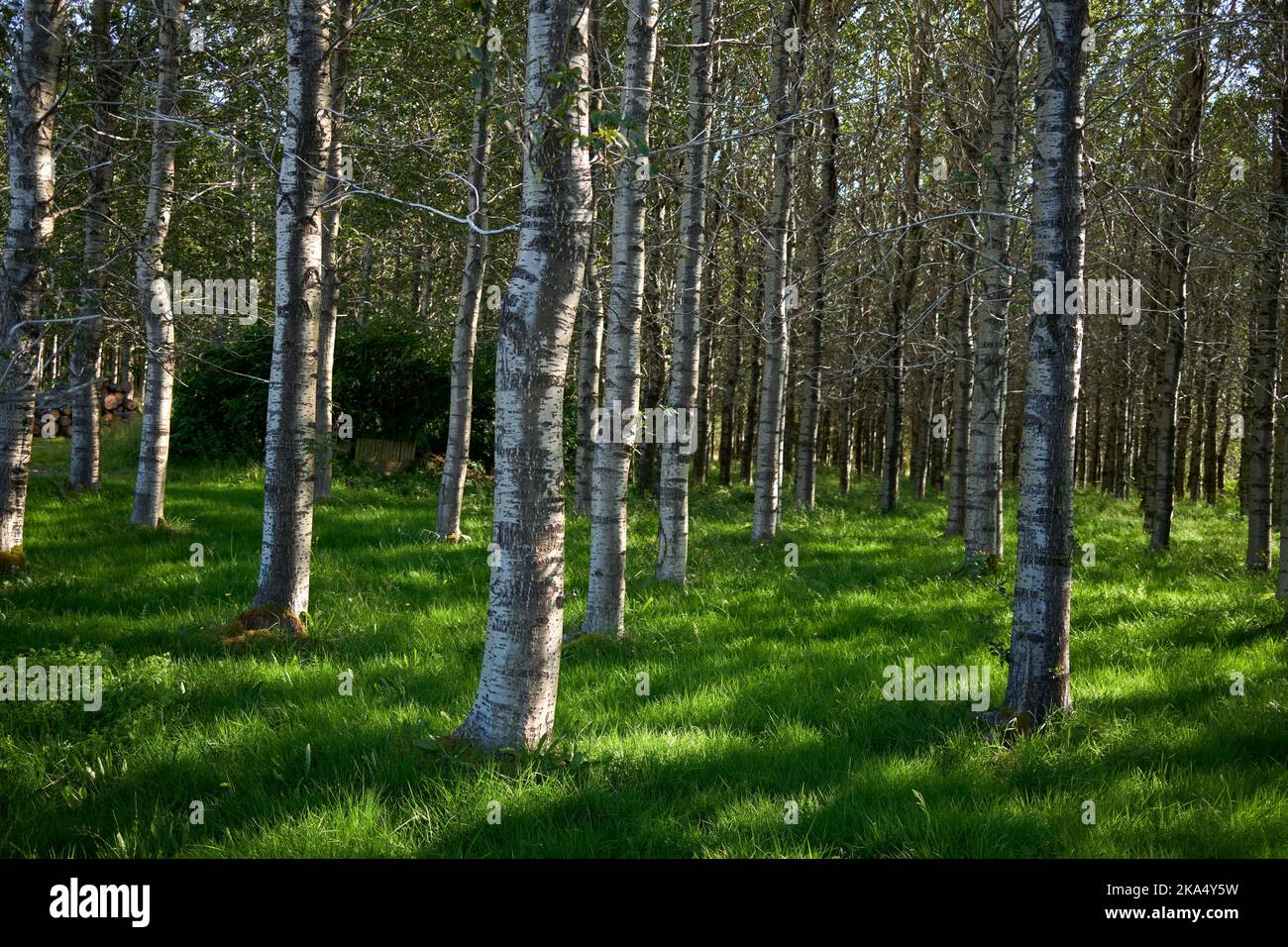 Alberi che crescono su prato erboso al mattino Foto Stock