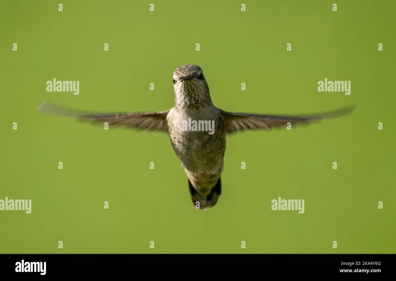 Un colibrì di Anna (Calypte anna) si trova nel giardino del castello di Hatley vicino a Victoria, British Columbia, Canada. Foto Stock
