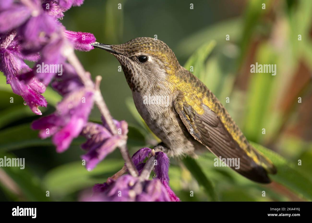 Un colibrì di Anna (Calypte anna) visita i fiori nel giardino del castello di Hatley vicino a Victoria, British Columbia, Canada. Foto Stock