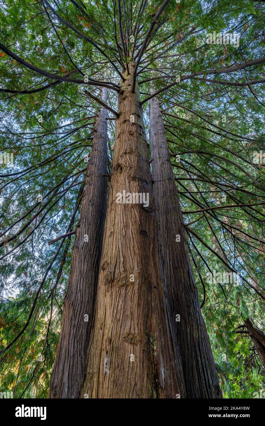 Alti alberi di cedro rosso occidentale (Thuja plicata) nel giardino di Hatley Park National Historic Site vicino a Victoria, British Columbia, Canada. Foto Stock