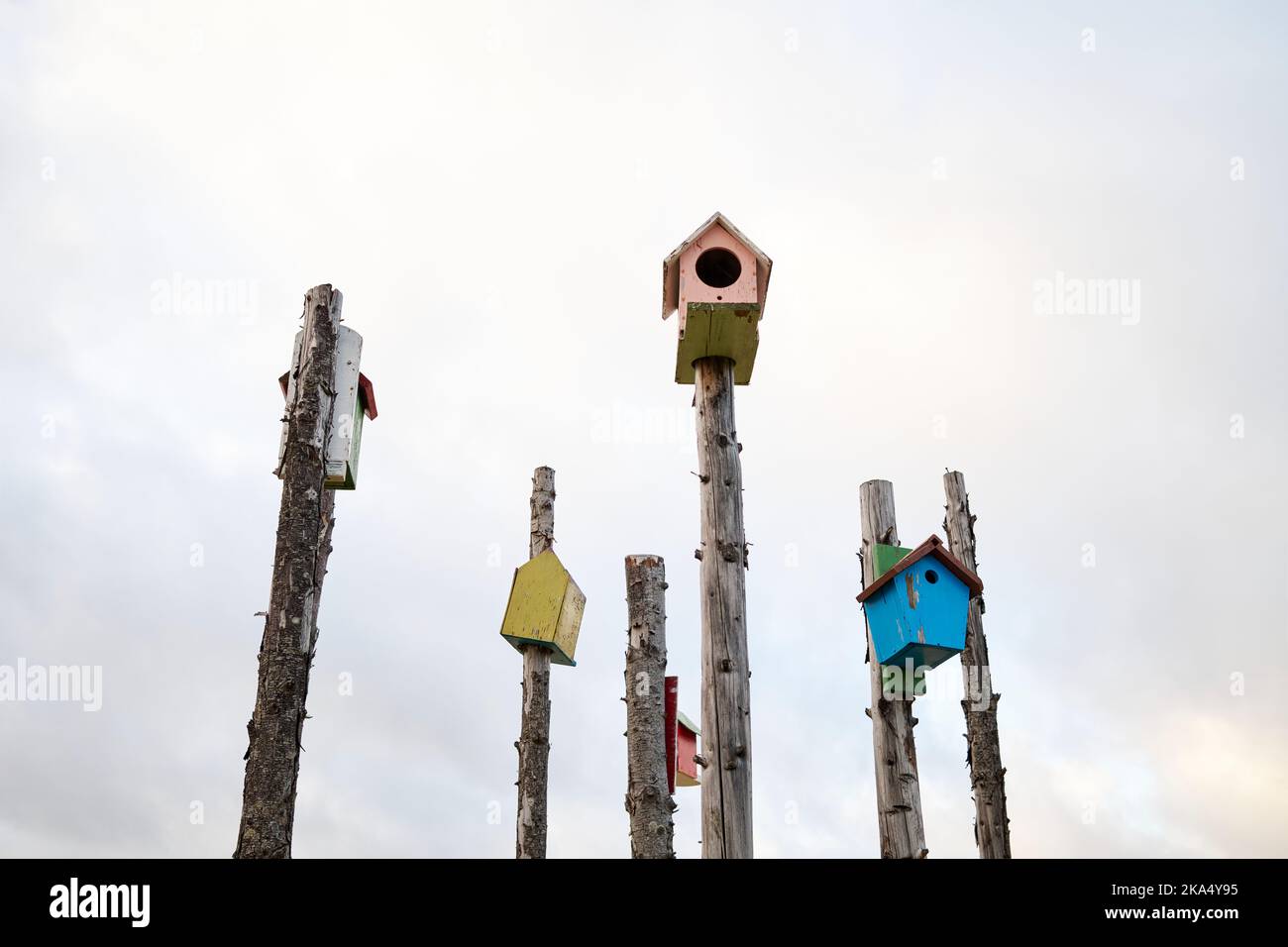 Birdhouses in legno su tronchi tagliati Foto Stock