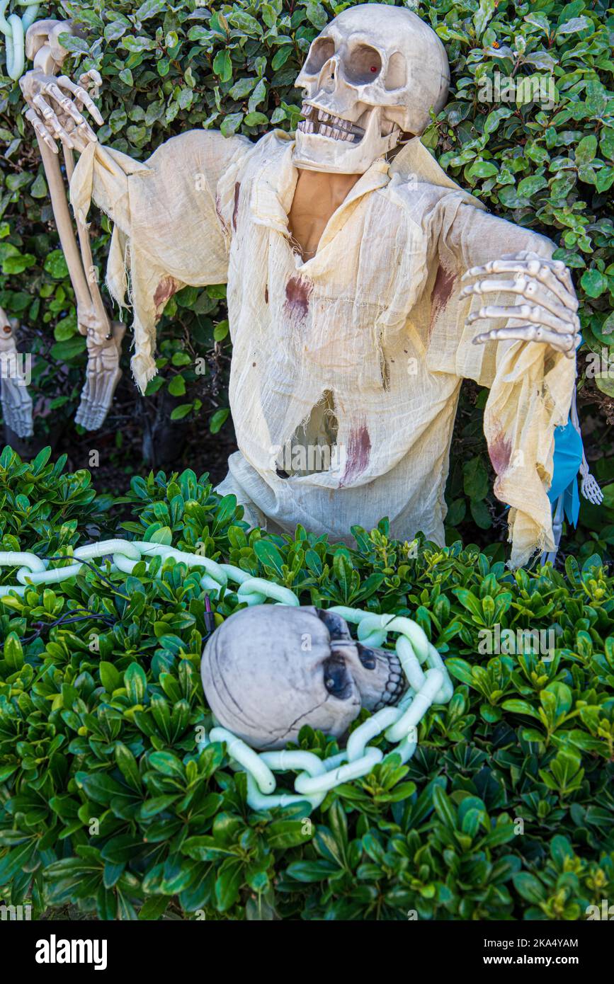 Un mostro scheletro che esce da una siepe, decorazione di Halloween. Foto Stock