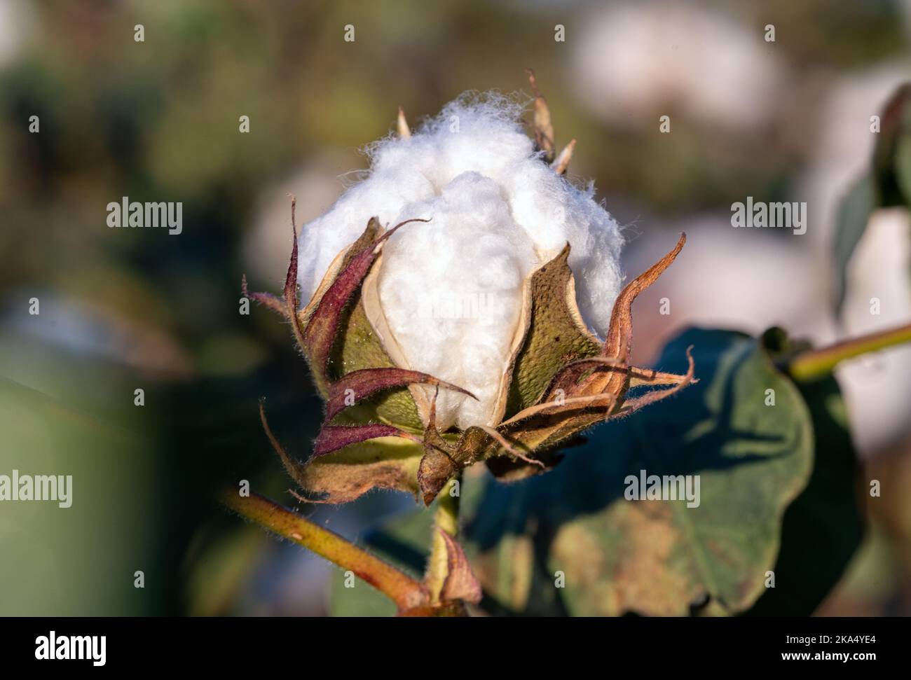 Foto ravvicinata del campo di cotone maturo. Concetto di raccolto di cotone. Foto Stock