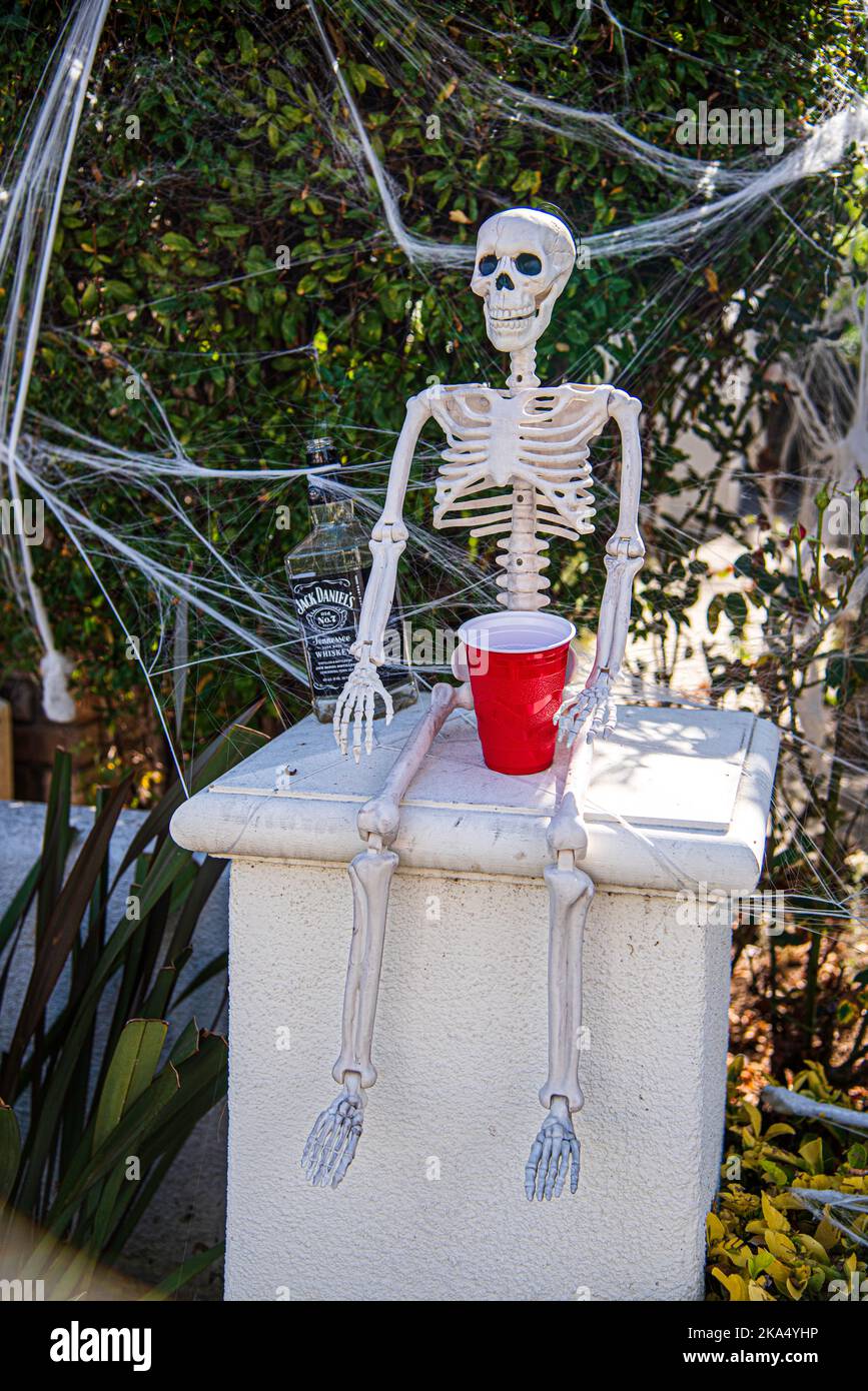 Un colpo di corpo pieno di uno scheletro che tiene una tazza rossa e presumibilmente aggrovigliato, bloccato in una decorazione di Halloween del ragnatela. Foto Stock