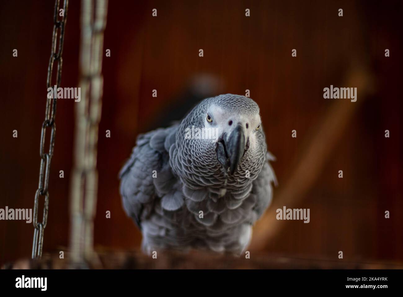 Ritratto di pappagallo grigio Jaco (Psittacus erithacus) Foto Stock